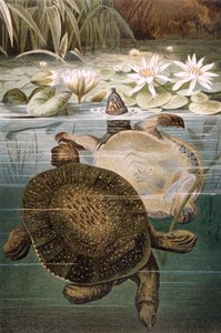 Weichschildkröte, Tafel aus Brehms Tierleben: Allgemeine Kunde des Tierreichs, Bd. 7, S. 621, veröffentlicht vom Bibliographischen Institut, 1892