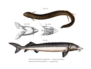 Südamerikanischer Lungenfisch