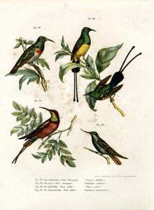 Südlicher Doppelkragen-Nektarvogel, 1864 von German School