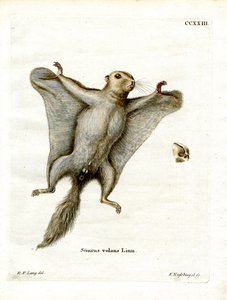Südliches Flughörnchen von German School