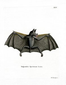 Spektralfledermaus