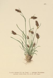 Ährige Hainsimse (Luzula spicata)