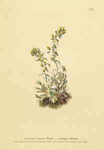 Ähriger Wermut (Artemisia spicata, Artemisia bocconei, Artemisia genipi)