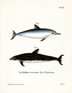 Spinnerdelfin von German School
