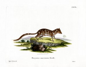 Gefleckter Quoll