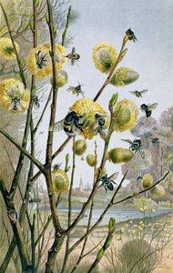 Frühling in der Insektenwelt, Tafel aus Brehms Tierleben: Allgemeine Kunde des Tierreichs, Bd.9, S.216, veröffentlicht vom Bibliographischen Institut, 1892
