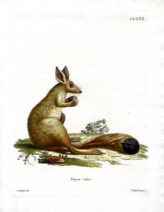 Springhase