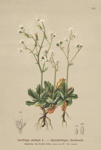 Stern-Steinbrech