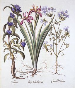 Stinkende Schwertlilie, Orlaya und Kreuzkraut-Enzian, aus Hortus Eystettensis, von Basil Besler, veröffentlicht 1613 von German School