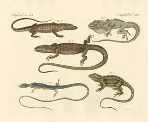 Seltsame Amphibien