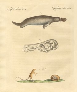 Seltsame Tiere von German School
