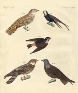 Seltsame Vögel