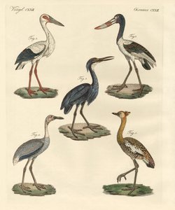 Seltsame Vögel