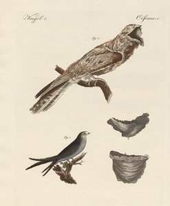 Seltsame Vögel von German School
