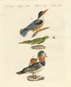 Seltsame Vögel