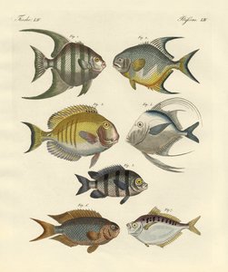 Seltsame Fische