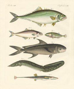 Seltsame Fische von German School