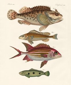 Seltsame Fische