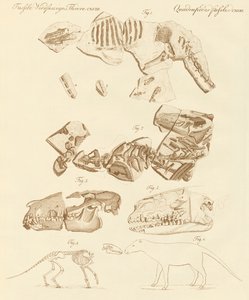 Seltsame Fossilien von vierfüßigen Tieren von German School