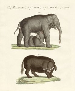 Seltsame vierfüßige Tiere von German School