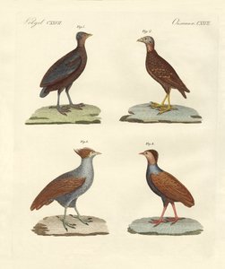 Seltsame hühnerartige Vögel