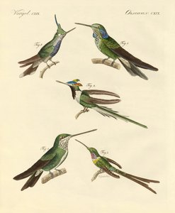 Seltsame Kolibris von German School