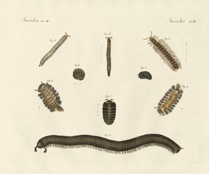 Seltsame Insekten von German School