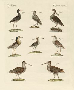 Seltsame Sumpfvögel von German School