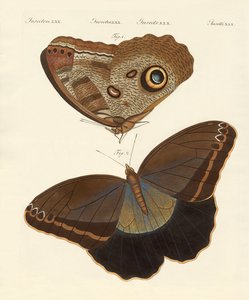Surinam-Schmetterlinge