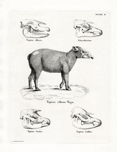 Tapir-Schädel