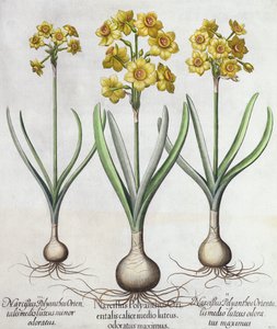 Tazetta-Narzissen, aus dem Hortus Eystettensis von Basil Besler (1561-1629), veröffentlicht 1613 von German School