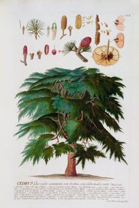 Die Zeder, graviert von Johann Jakob Haid (1704-67) Tafel 60 aus einem botanischen Buch, veröffentlicht von Augustus Vind von German School