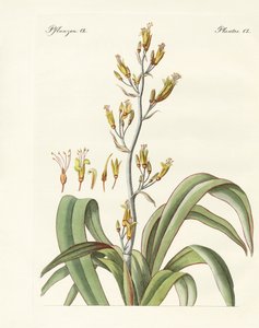 Der neuseeländische Flachs