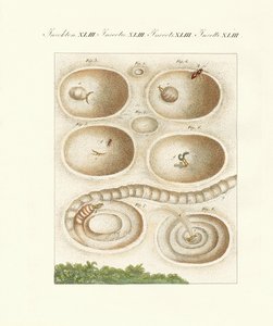Der Ameisenlöwe in seiner Fanghöhle von German School