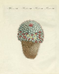 Die brustförmige Melonen-Distel