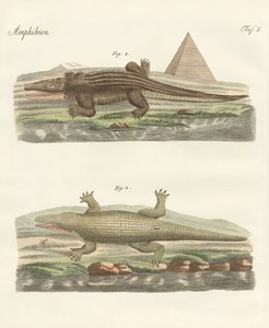 Das Krokodil