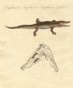 Das Krokodil von St. Domingo