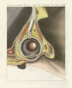 Das Gesichtsorgan illustriert durch das menschliche Auge von German School