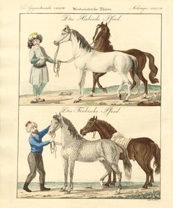 Das Pferd mit seinen verschiedenen Arten
