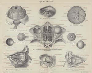 Das menschliche Auge von German School