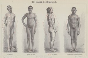 Die menschliche Figur (Stich)