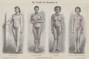 Die menschliche Figur (Stich)