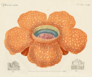 Die größte aller bekannten Blumen von German School