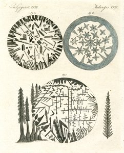 Die Ananas von German School