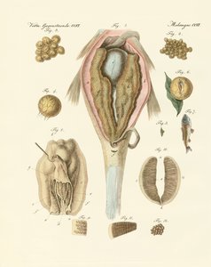Der Rogen oder das Ovarium der Karpfen und Malermuscheln, oder die Entwicklung der Fische und Malermuscheln (Farbstich)