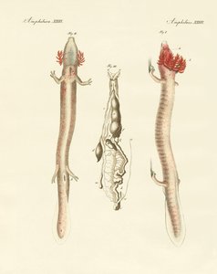 Der gewundene Proteus