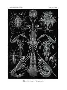 Thoracostraca von German School