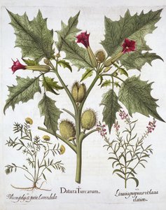 Stechapfel, Gamander und Purpur-Leinkraut, aus Hortus Eystettensis, von Basil Besler, veröffentlicht 1613 von German School