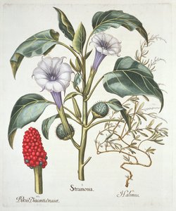Stechapfel, aus dem Hortus Eystettensis von Basil Besler (1561-1629), veröffentlicht 1613 von German School