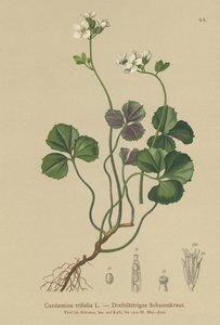 Dreiblättrige Bitterkresse (Cardamine trifolia)